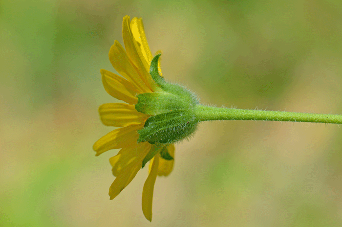 Rothrock's Crownbeard bracts or phyllaries that surround the heads are broadly linear to oblong as shown here; note the stems have long erect rigid hairs or bristles; plants are rough to the touch. Verbesina rothrockii